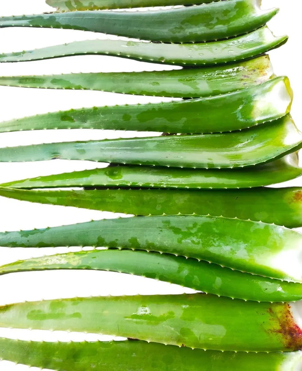 Pencas Sábila Aloe Vera (15 Pencas)