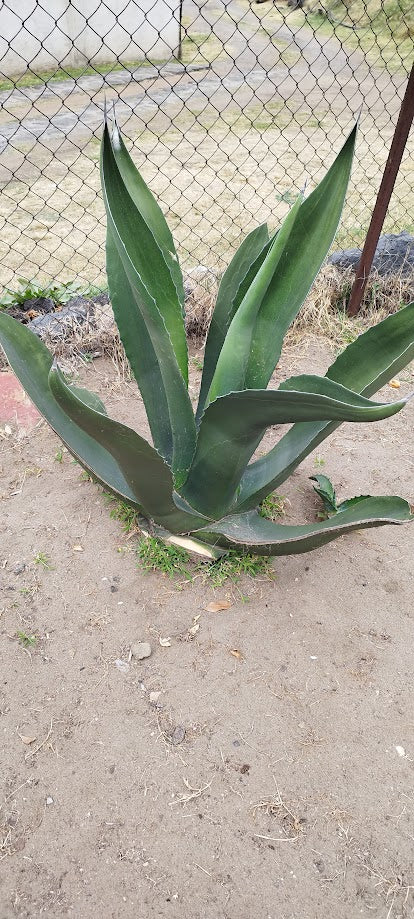 maguey pulquero planta