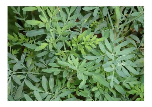 hojas de ruda fresca 250 gr.