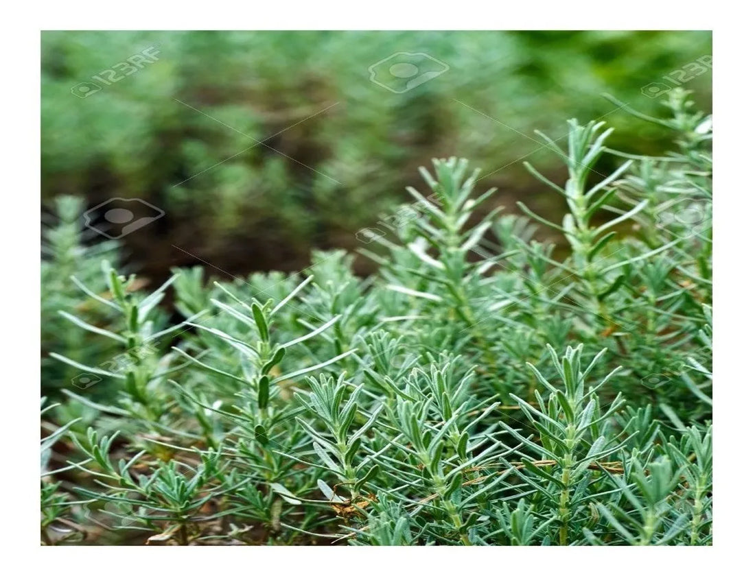 Hojas De Romero Fresco, 250 Gr.