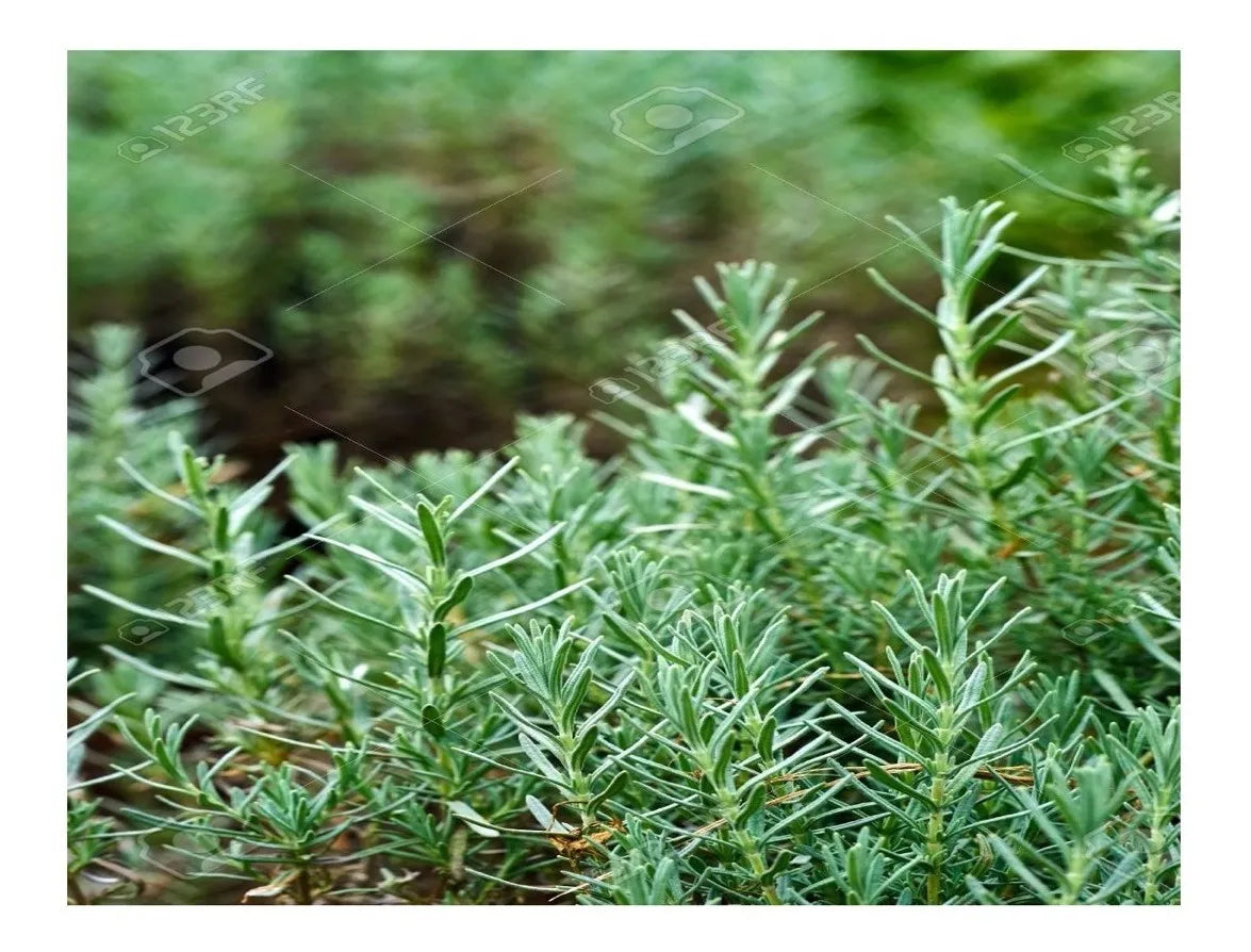 Hojas De Romero Fresco, 250 Gr.