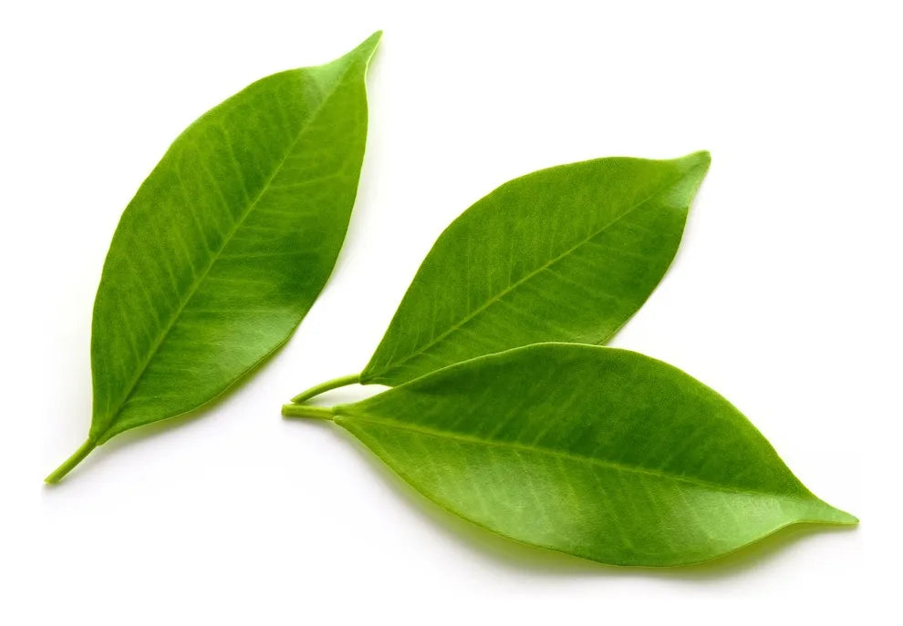 Hojas De Limón Fresco, 150 Gr.