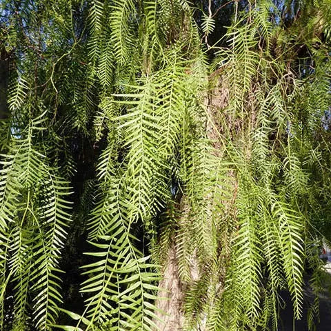 Hojas De Pirul Fresco 1 Kg Natural