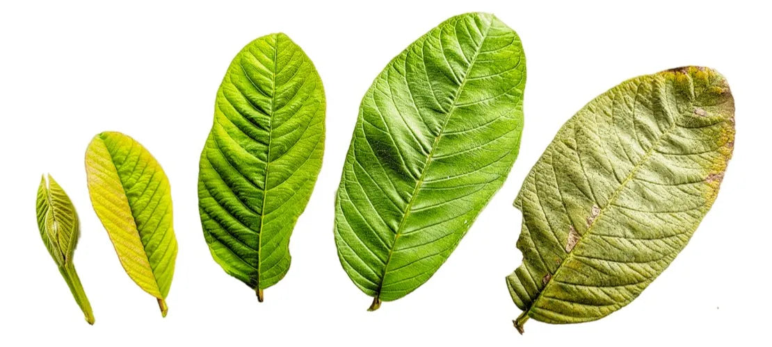 Hojas De Guayaba Frescas (500 Grs.)