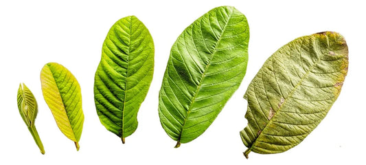 Hojas De Guayaba Frescas (500 Grs.)