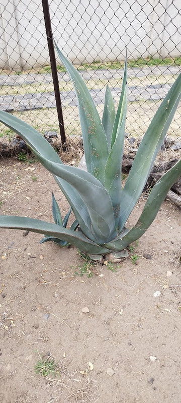 Agave plant