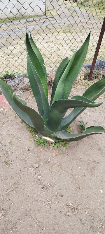 maguey pulquero planta
